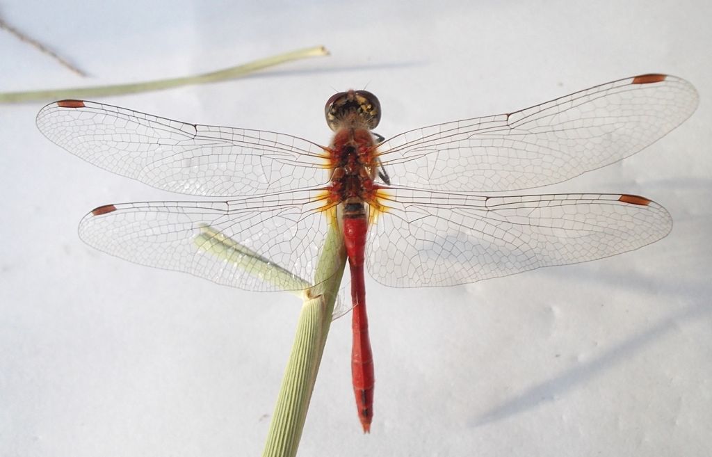 da identificare: Sympetrum sanguineum